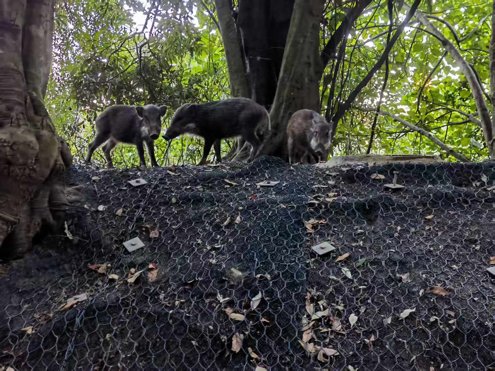 Wild hog
